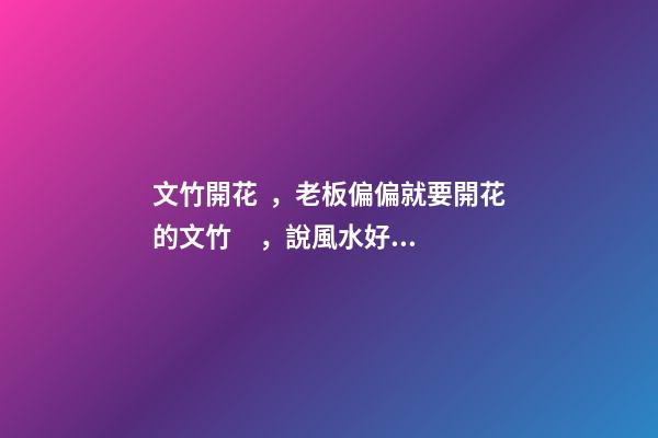 文竹開花，老板偏偏就要開花的文竹，說風水好，植物與風水講究多